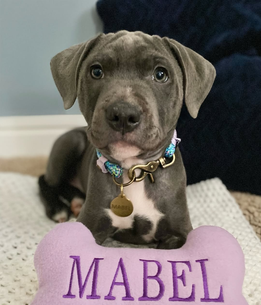  1 Mabel femmale puppy For Sale 