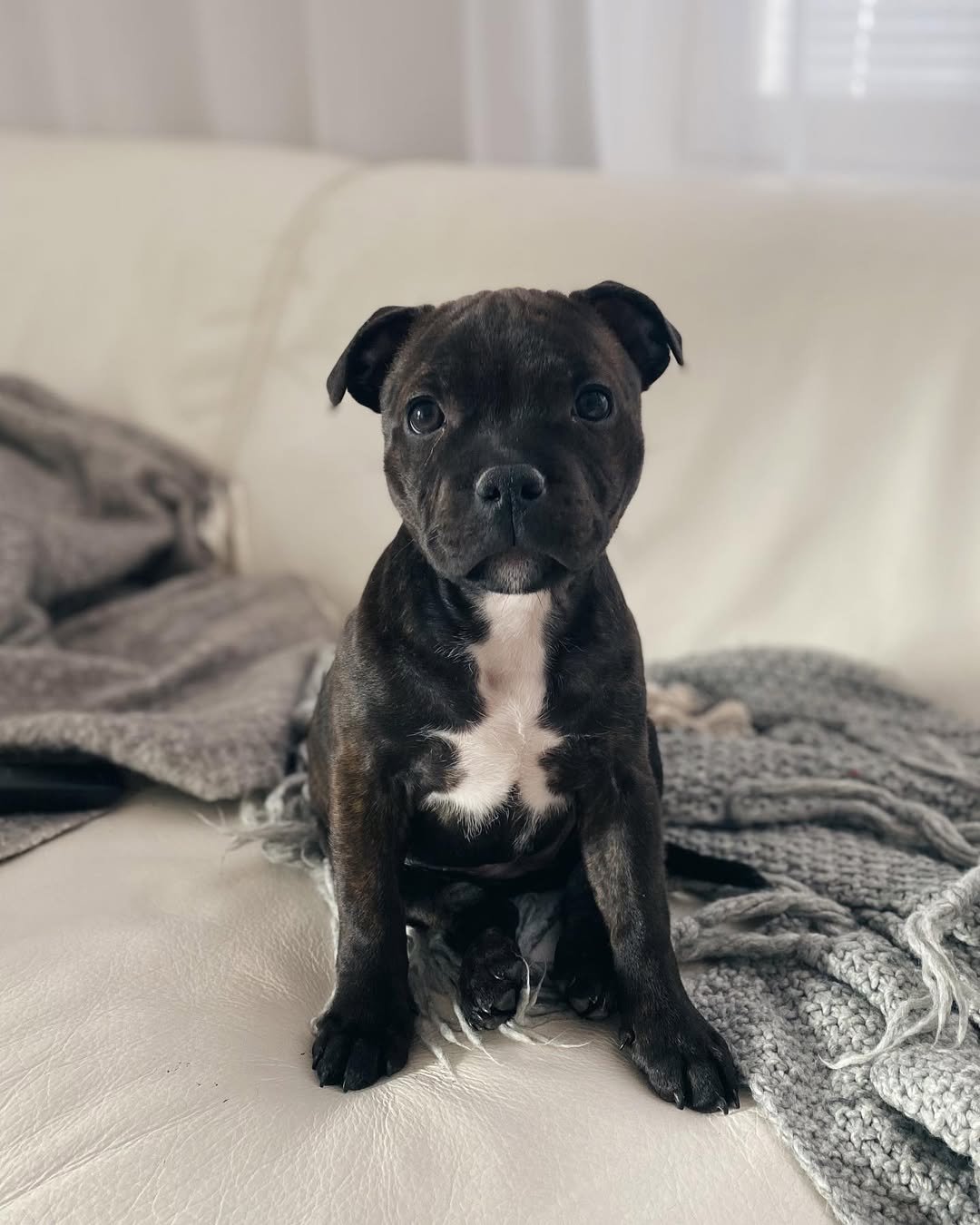 1 Bella Female puppy For Sale 