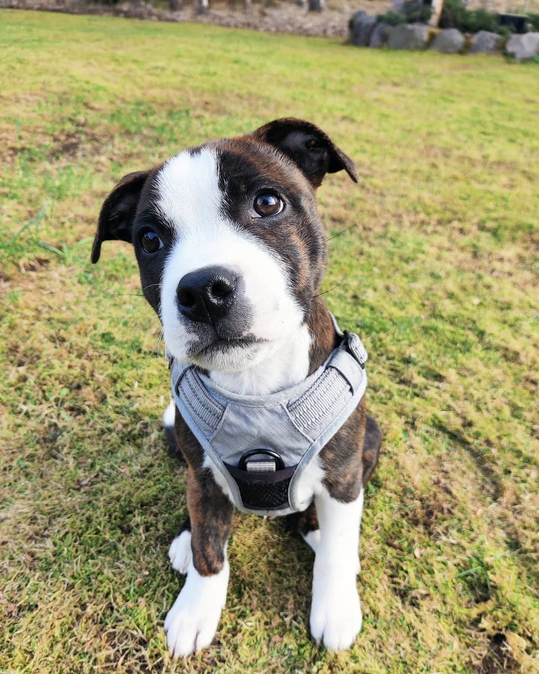  2 Stella female puppy For Sale 