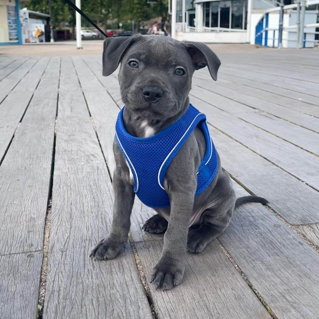  4 Zeus male puppy For Sale 