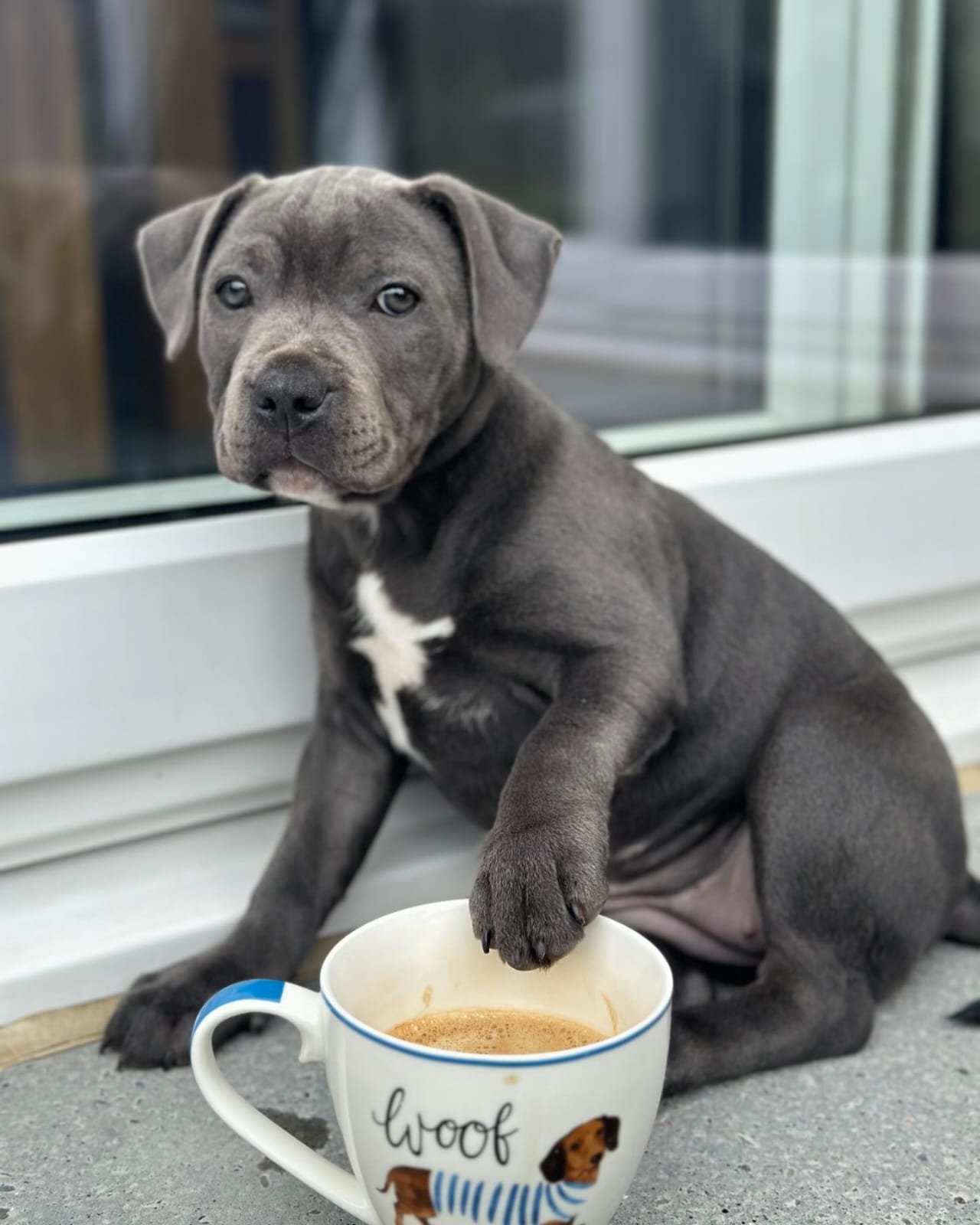  1 Joyce female puppy For Sale 
