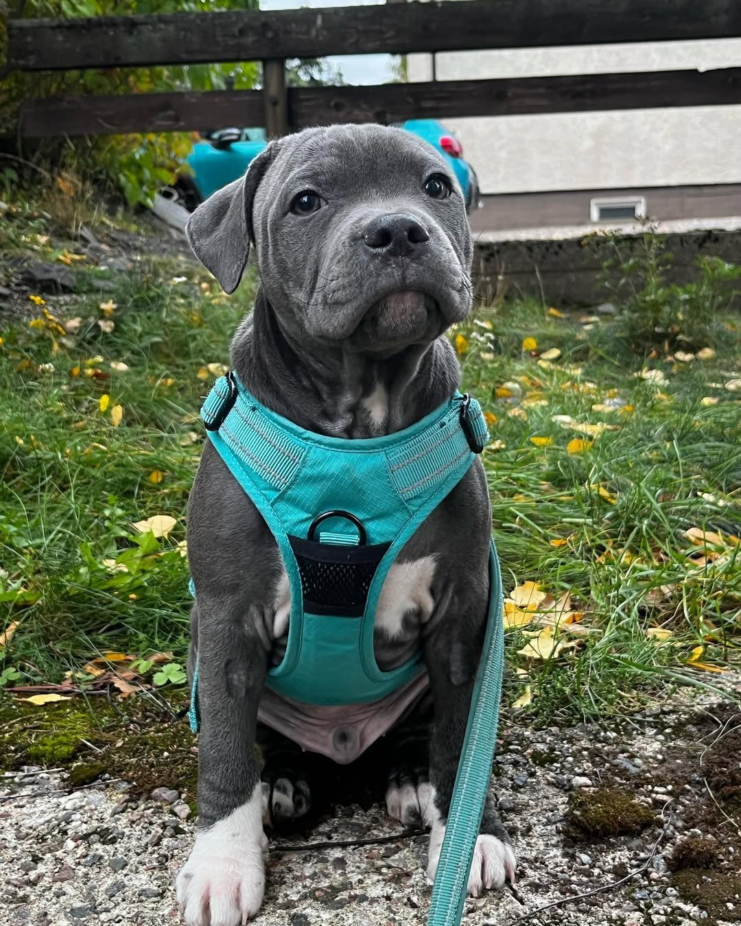 3 Mojo Female puppy For Sale 