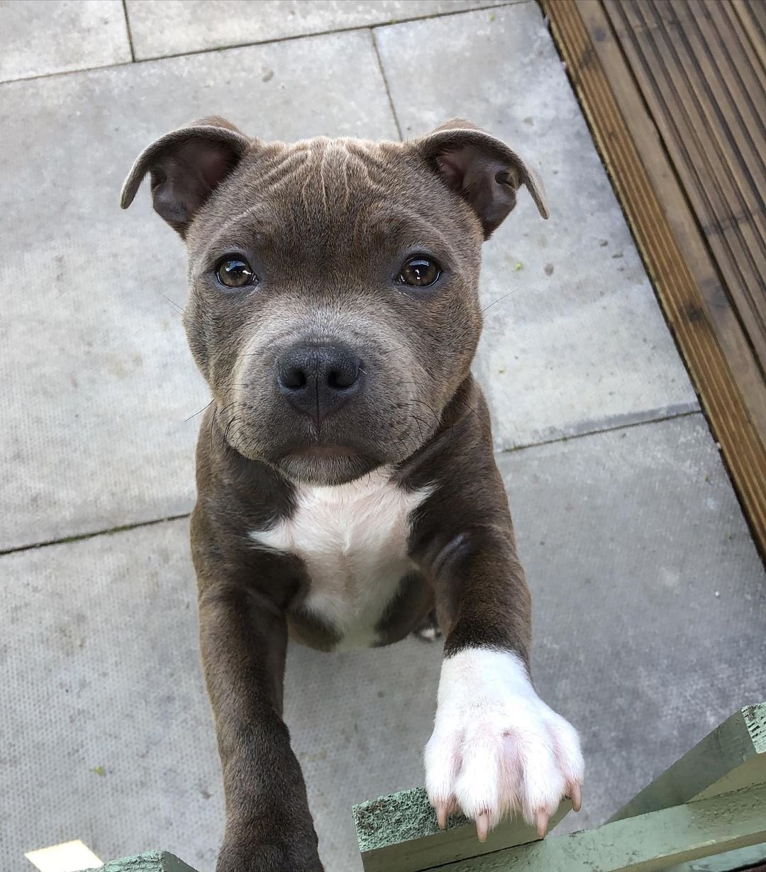  2 Kara female puppy For Sale 