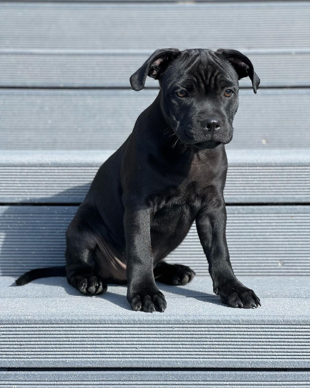  3 Lion male puppy For Sale 