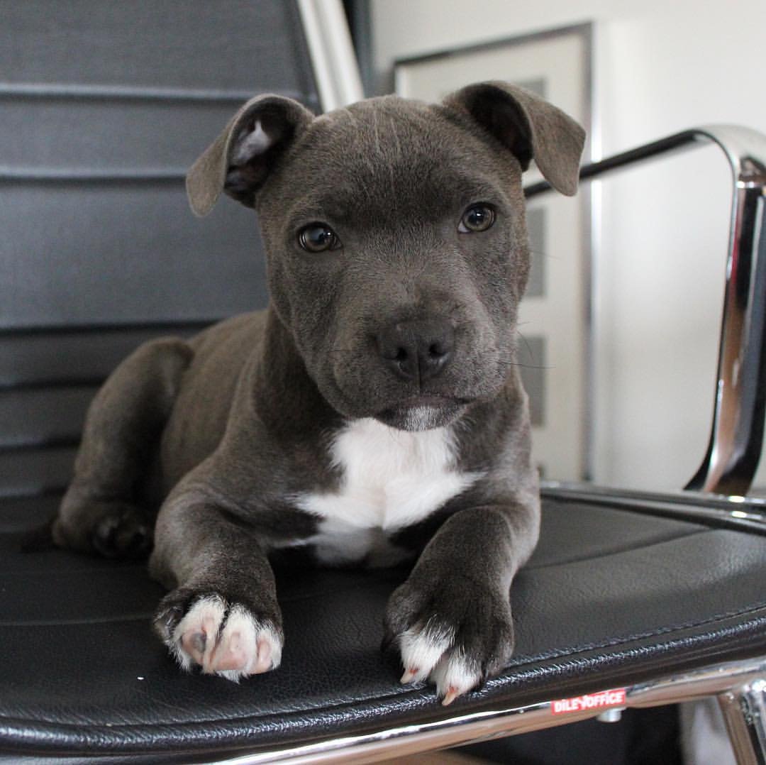  1 Reila female puppy For Sale 