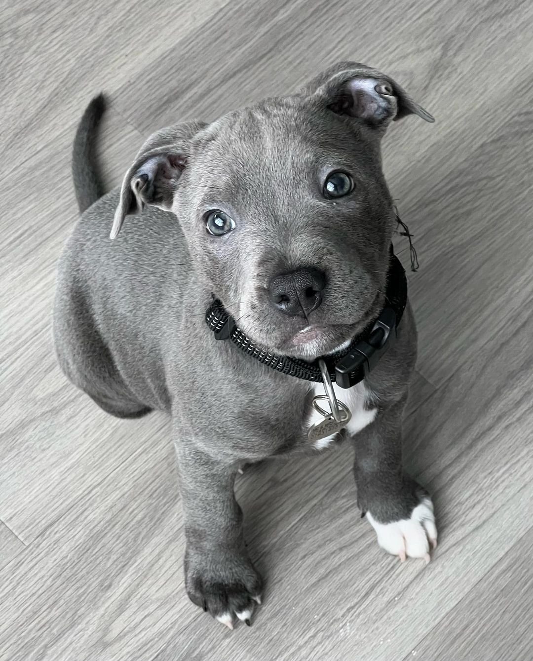  4 Dusty Male puppy For Sale 