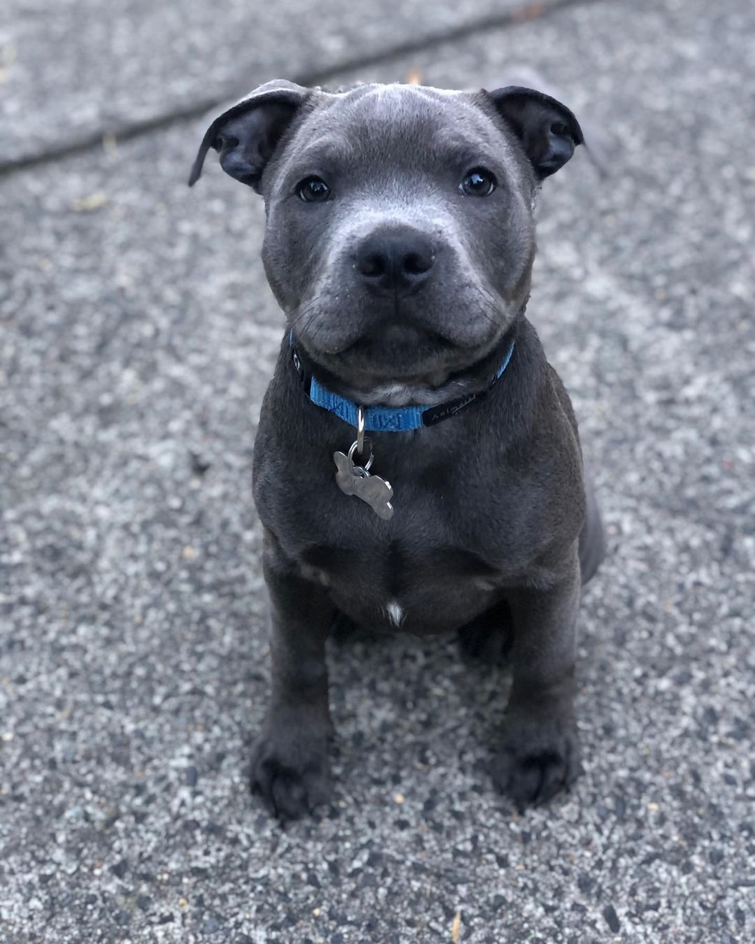 3 Sam male puppy For Sale 