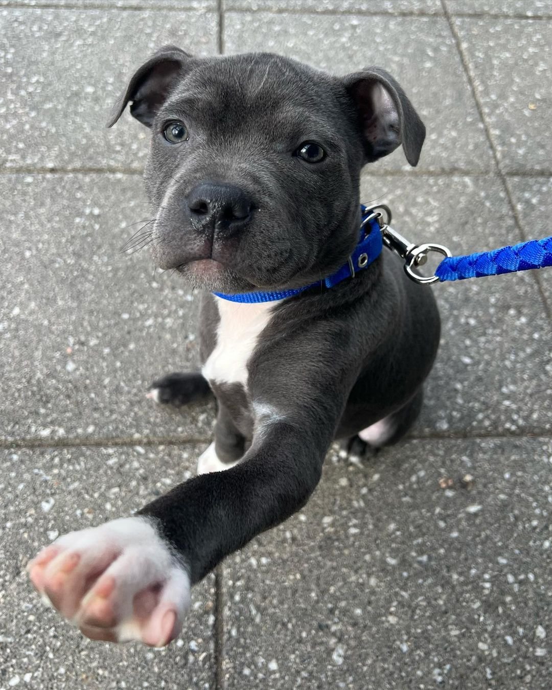  4 Sach female puppy For Sale 
