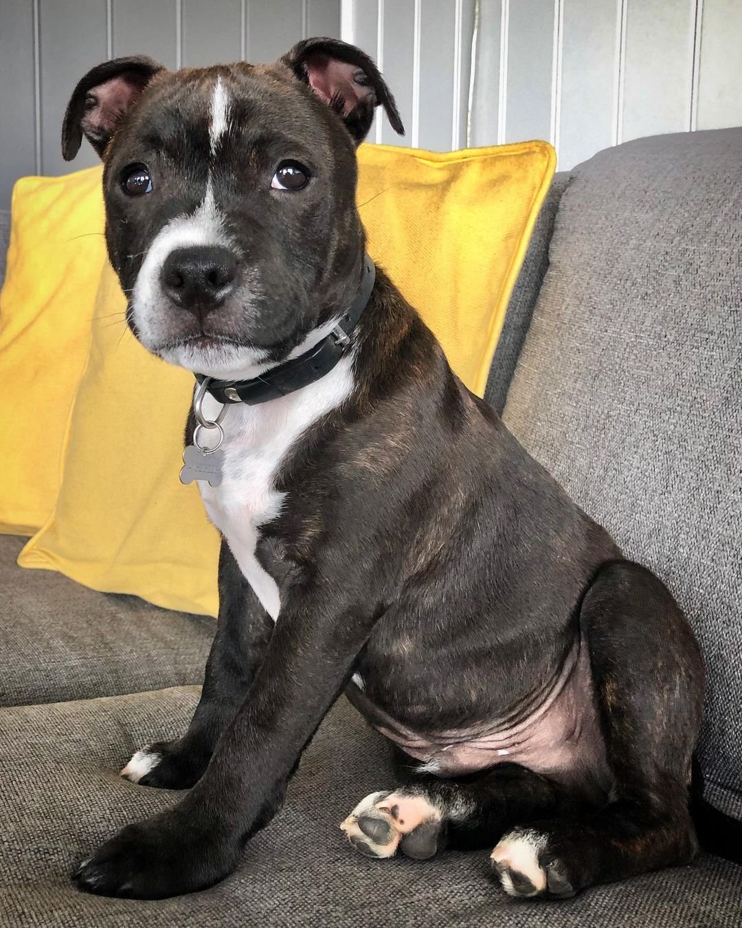  2 Roc female puppy For Sale 