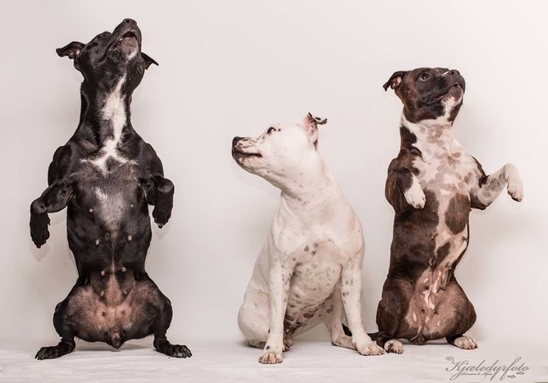 staffordshire.bull.terrier_1533246077_1837323722350216755_3944259995
