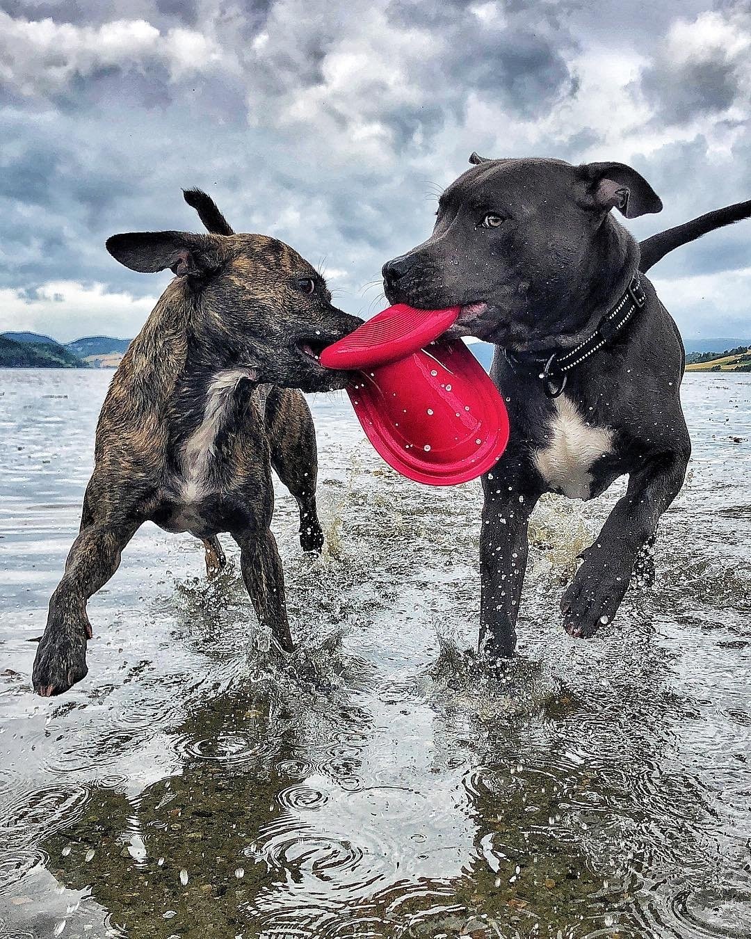 staffordshire.bull.terrier_1533515385_1839582843648635639_3944259995