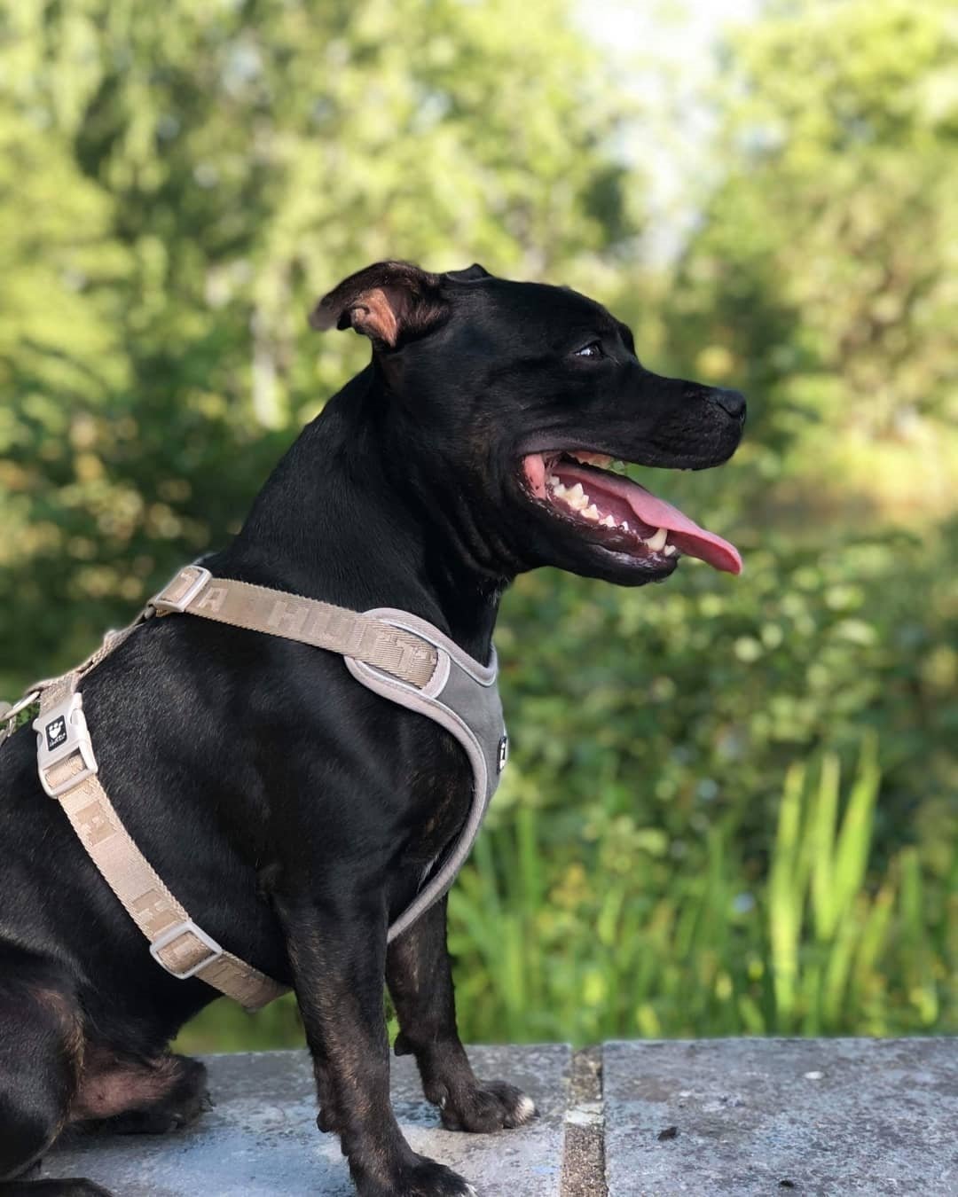 staffordshire.bull.terrier_1533547979_1839856260847378746_3944259995